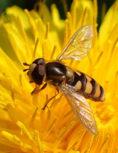 Réf. 227 870 : Eupeodes latifasciatus